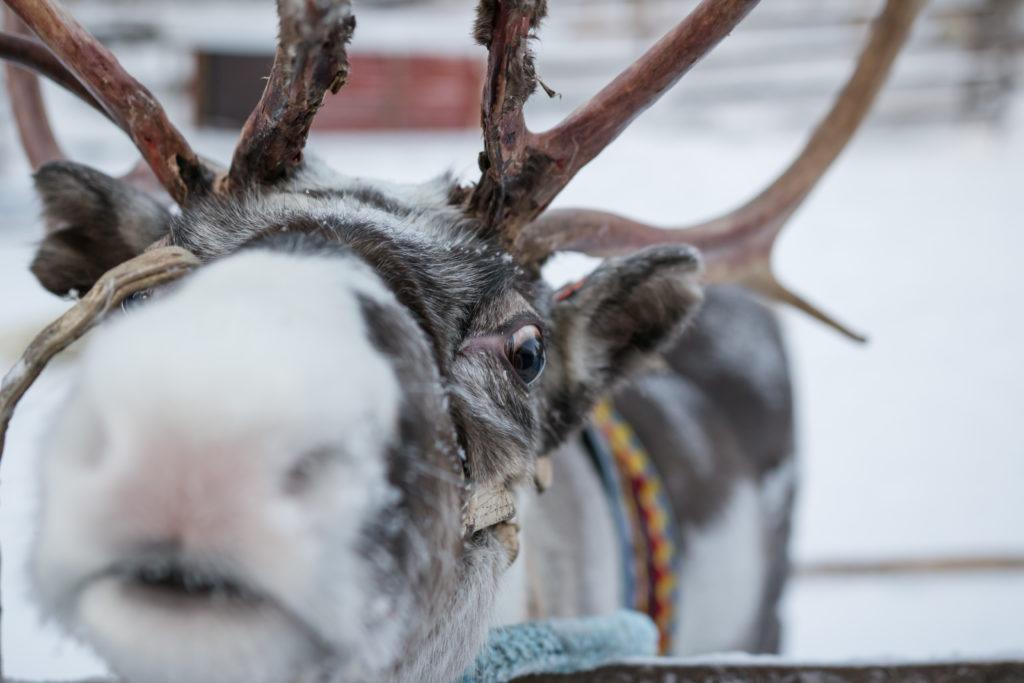 Reindeer Lapland