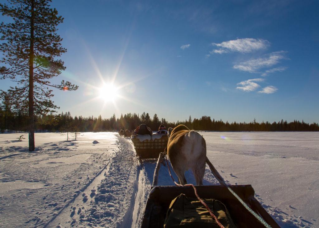 Reindeer Safari Lapland