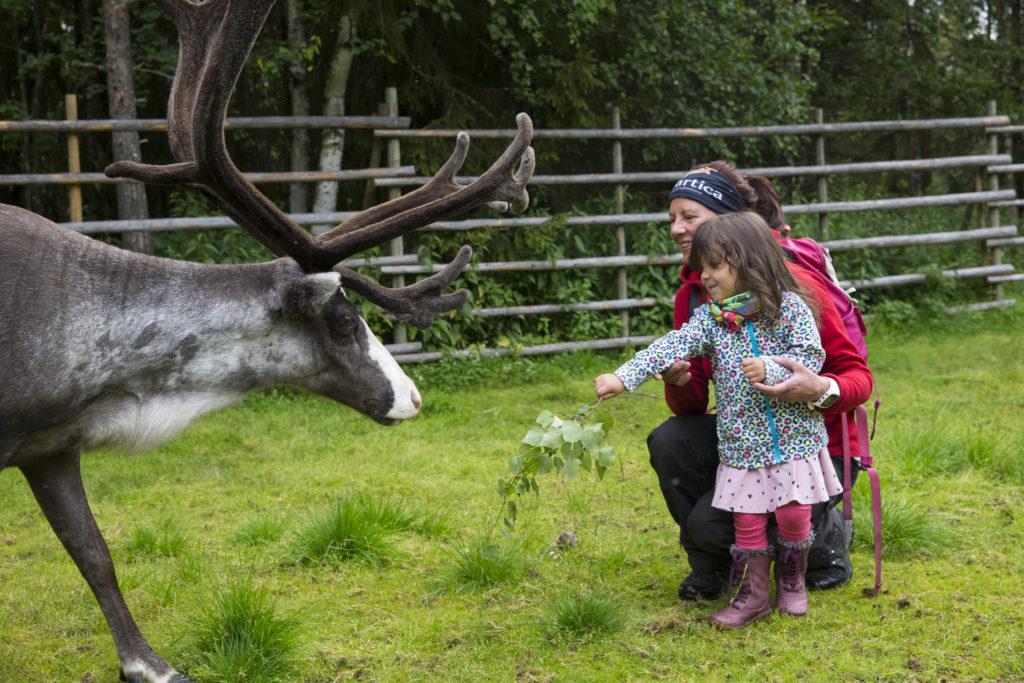 why travel to lapland in summer 2